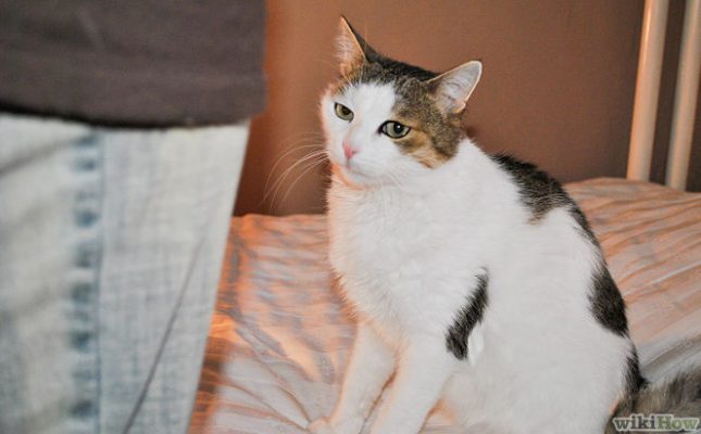 Cách xin lỗi mèo 1 - Pet Nha Trang
