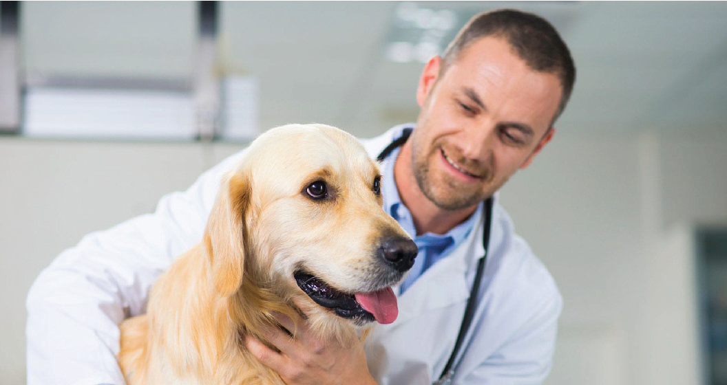 Pet Clinic – Dịch vụ khám chữa bệnh chó mèo
