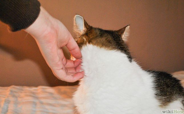 Cách xin lỗi mèo 2 - Pet Nha Trang