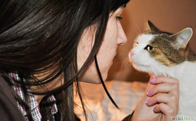 Cách xin lỗi mèo 3 - Pet Nha Trang