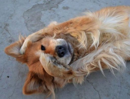 Chó vuốt mặt 3 - Pet Nha Trang