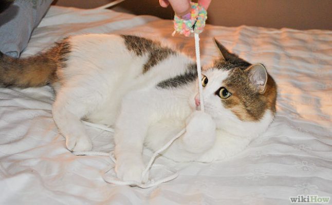 Cách xin lỗi mèo 4 - Pet Nha Trang