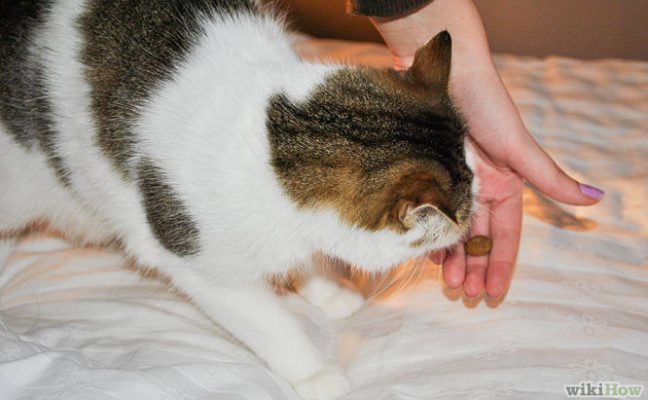 Cách xin lỗi mèo 5 - Pet Nha Trang