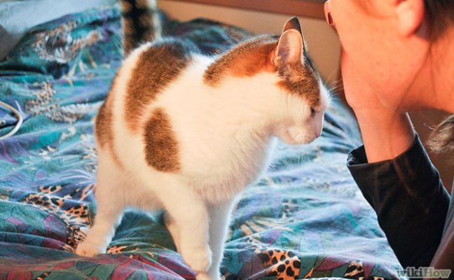Cách xin lỗi mèo 6 - Pet Nha Trang