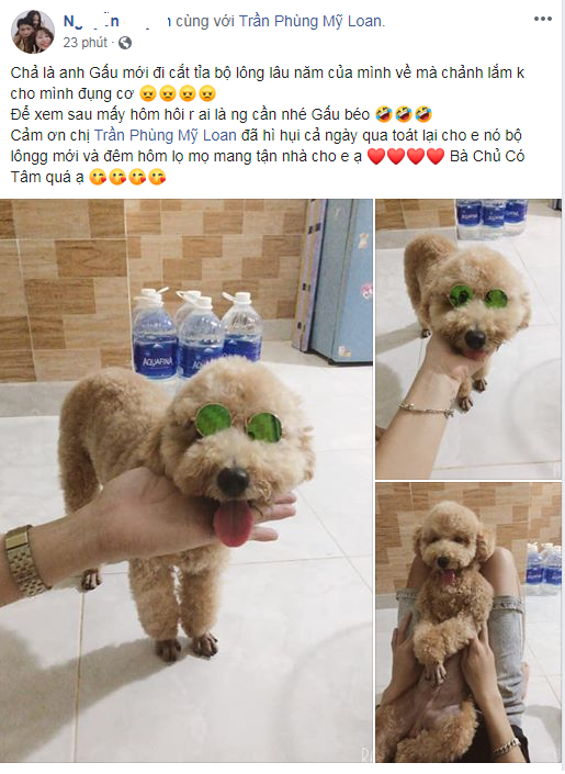 Spa Grooming Cắt tỉa lông và làm đẹp chó mèo Pet Nha Trang
