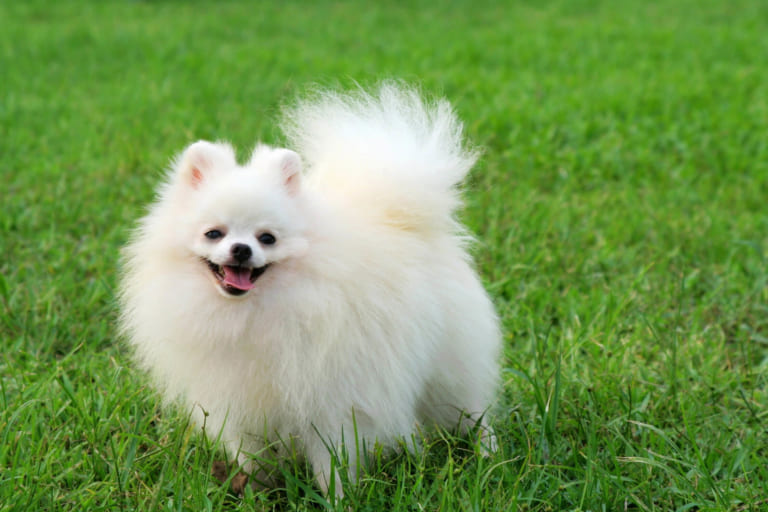 5 Giống Chó Đẹp Và Dễ Thương Nhất Thế Giới | Pet Nha Trang