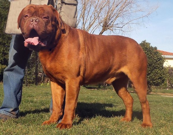 giống chó lớn nhất thế giới