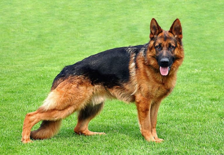 Top 10 Loài chó hung dữ nhất thế giới  toplistvn