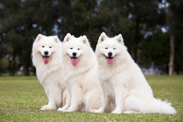 5 giống chó đẹp và dễ thương nhất