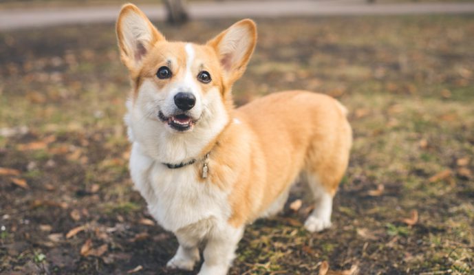 Corgi thuần chủng có đặc điểm nổi bật gì