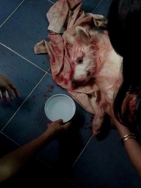 Chó bị sốc nhiệt Pet Nha Trang