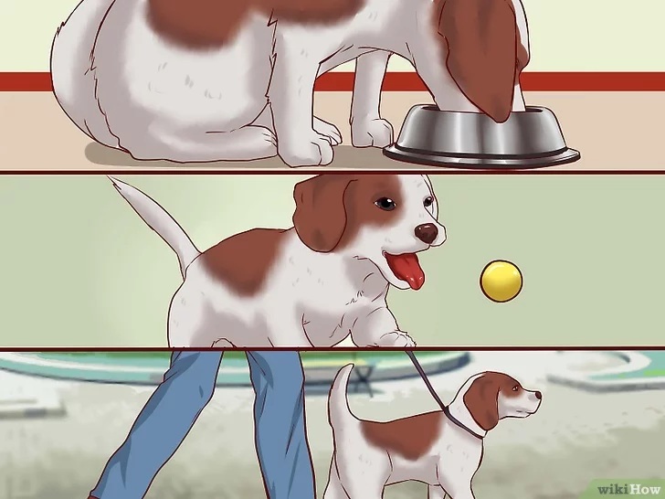 Cách để Huấn luyện chó con Pet Nha Trang