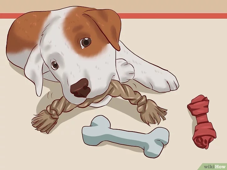 Cách để Huấn luyện chó con Pet Nha Trang