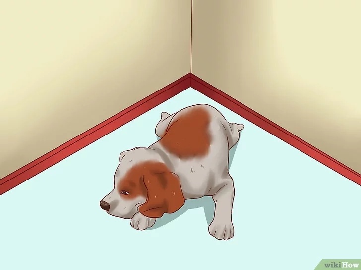 Cách để Huấn luyện chó con Pet Nha Trang