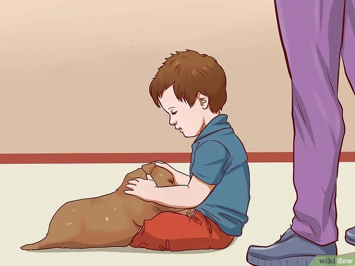 Cách để Huấn luyện chó con Pet Nha Trang