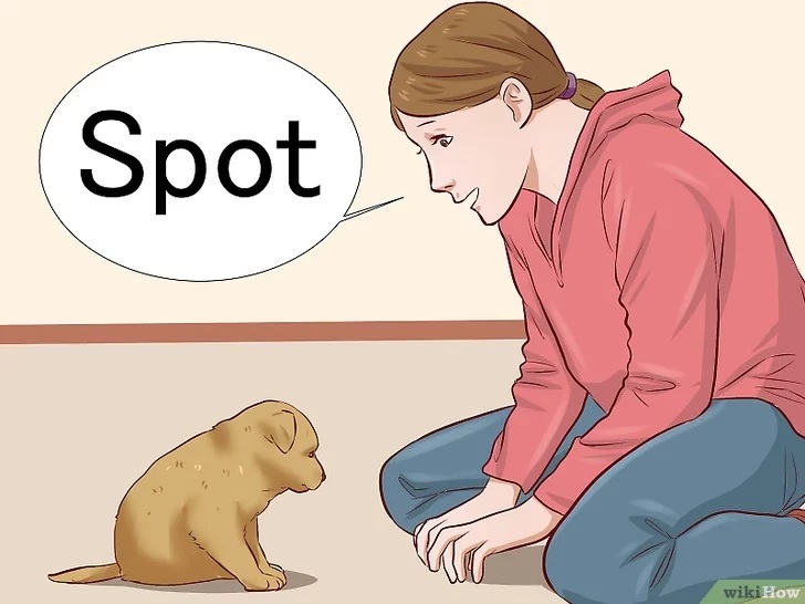 Cách để Huấn luyện chó con Pet Nha Trang