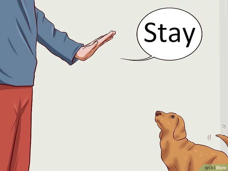 Cách để Huấn luyện chó con Pet Nha Trang