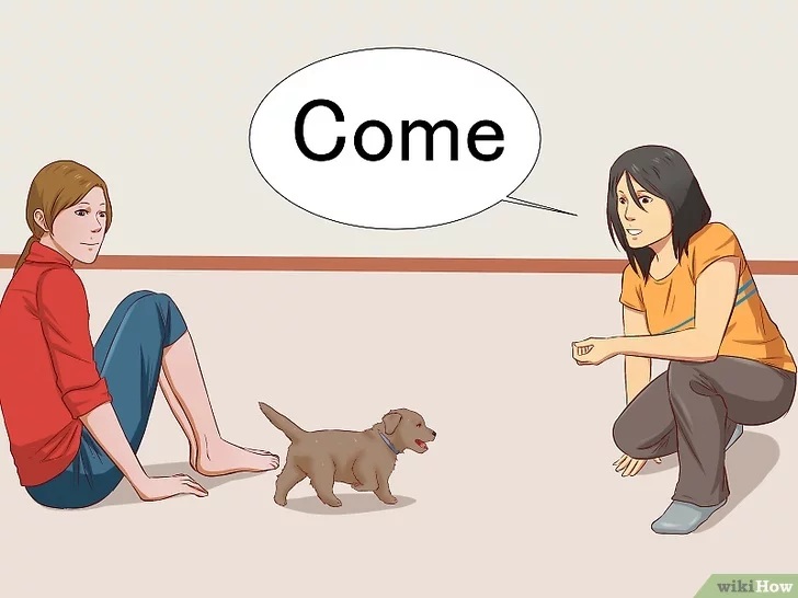 Cách để Huấn luyện chó con Pet Nha Trang