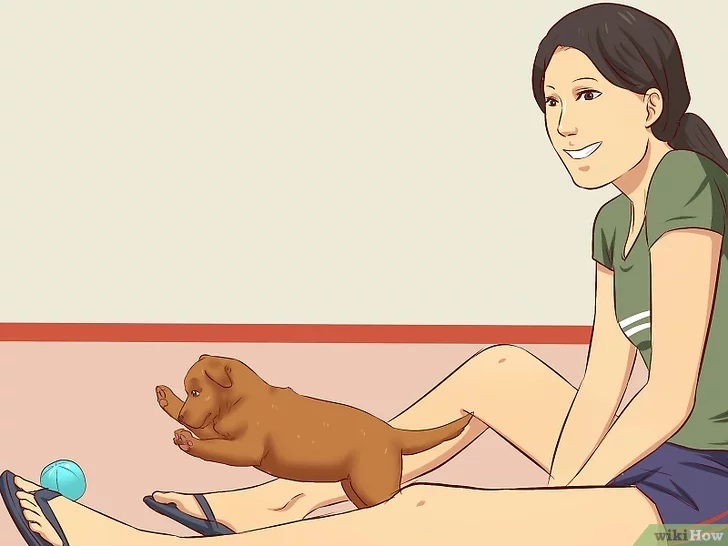 Cách để Huấn luyện chó con Pet Nha Trang