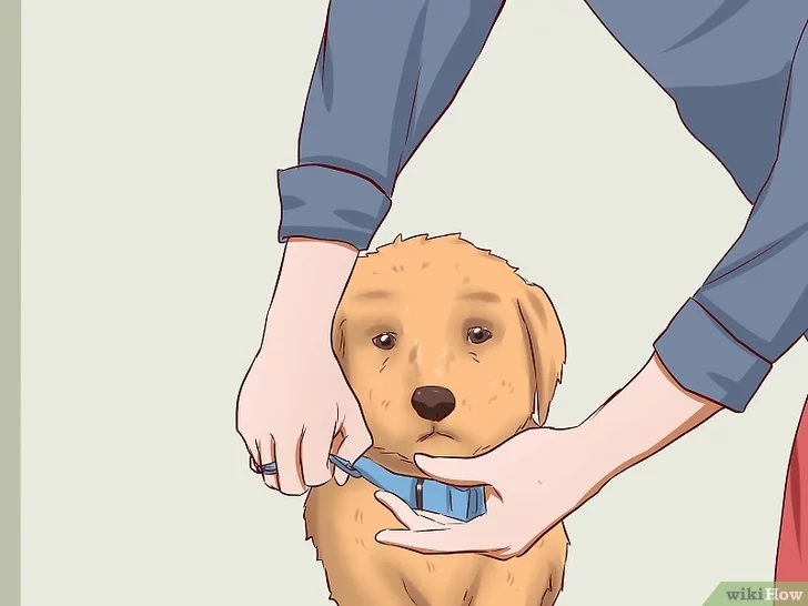 Cách để Huấn luyện chó con Pet Nha Trang