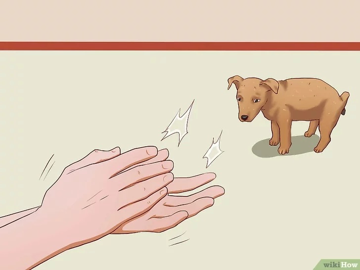 Cách để Huấn luyện chó con Pet Nha Trang