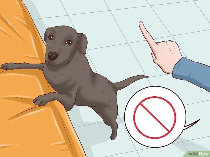 Cách để Huấn luyện chó con Pet Nha Trang