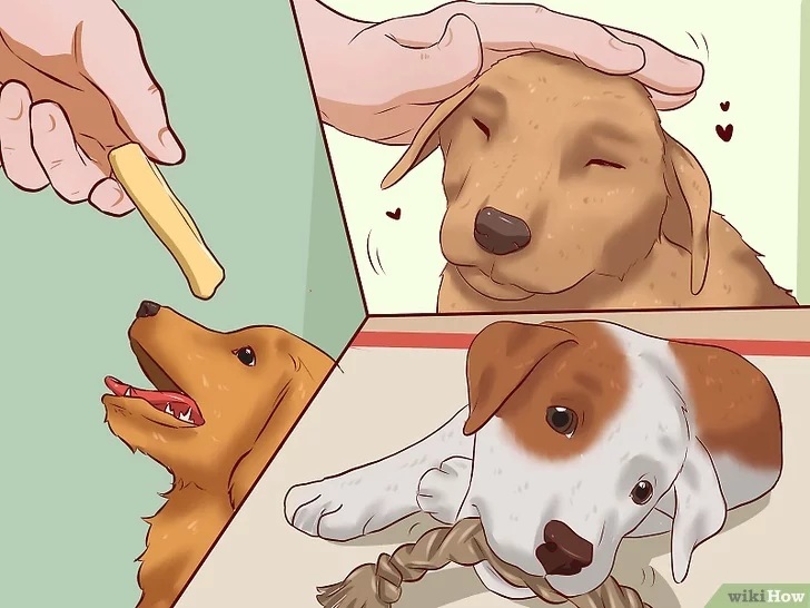 Cách để Huấn luyện chó con Pet Nha Trang