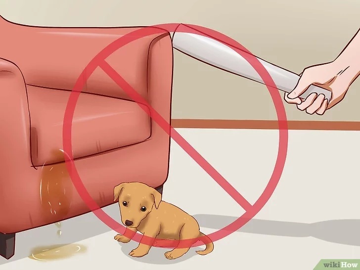 Cách để Huấn luyện chó con Pet Nha Trang