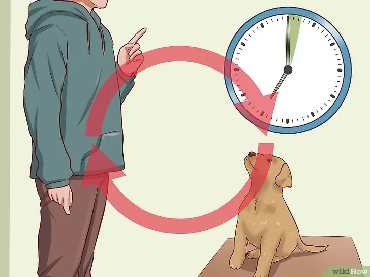 Cách để Huấn luyện chó con Pet Nha Trang