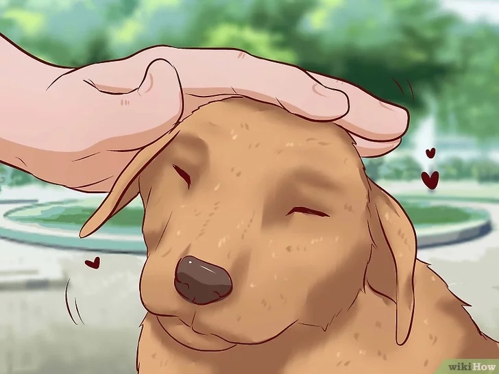 Cách để Huấn luyện chó con Pet Nha Trang