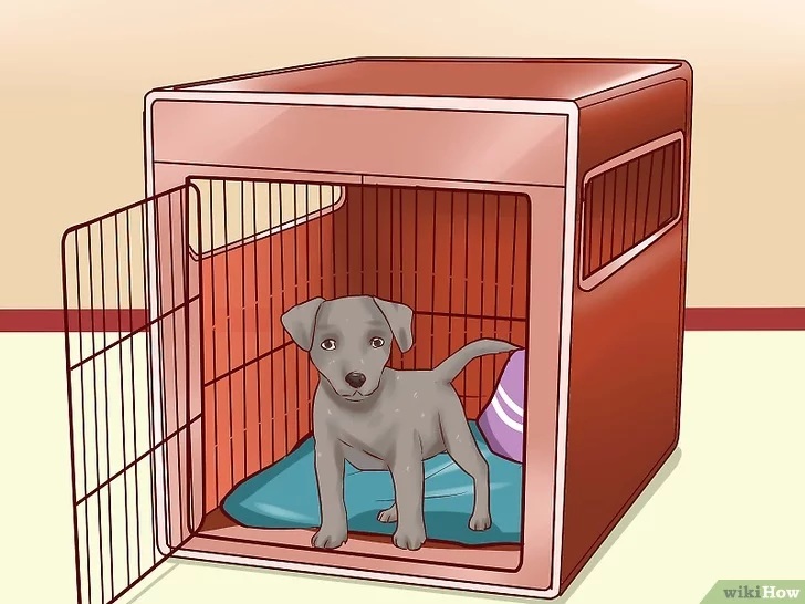 Cách để Huấn luyện chó con Pet Nha Trang