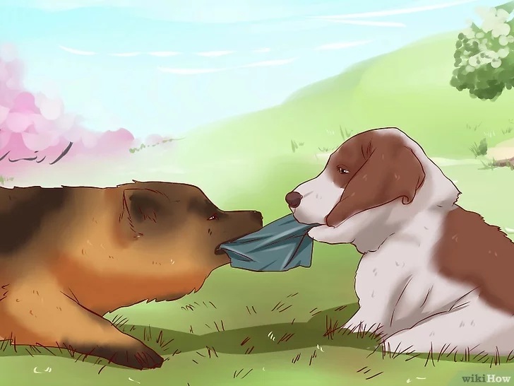 Cách để Huấn luyện chó con Pet Nha Trang
