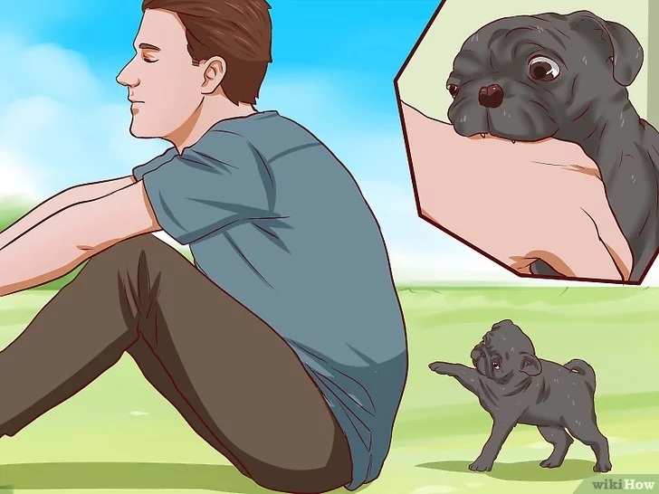 Cách để Huấn luyện chó con Pet Nha Trang