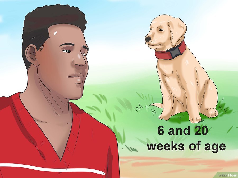 Cách để Nhận biết Bệnh Parvo ở Chó Pet Nha Trang