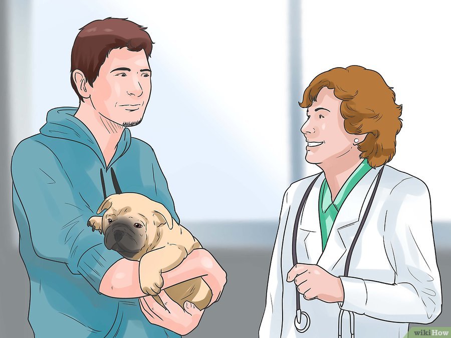 Cách để Nhận biết Bệnh Parvo ở Chó Pet Nha Trang