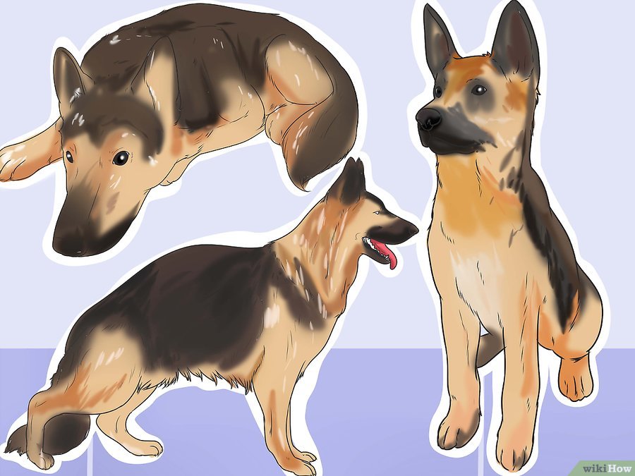 Cách để Nhận biết Bệnh Parvo ở Chó Pet Nha Trang