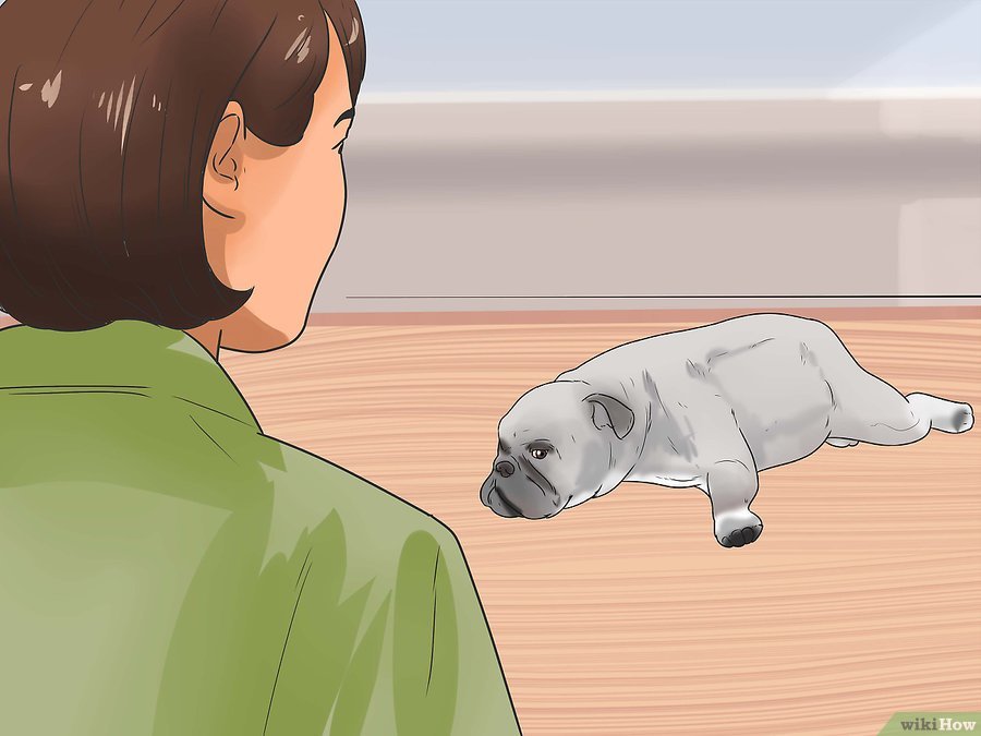 Cách để Nhận biết Bệnh Parvo ở Chó Pet Nha Trang