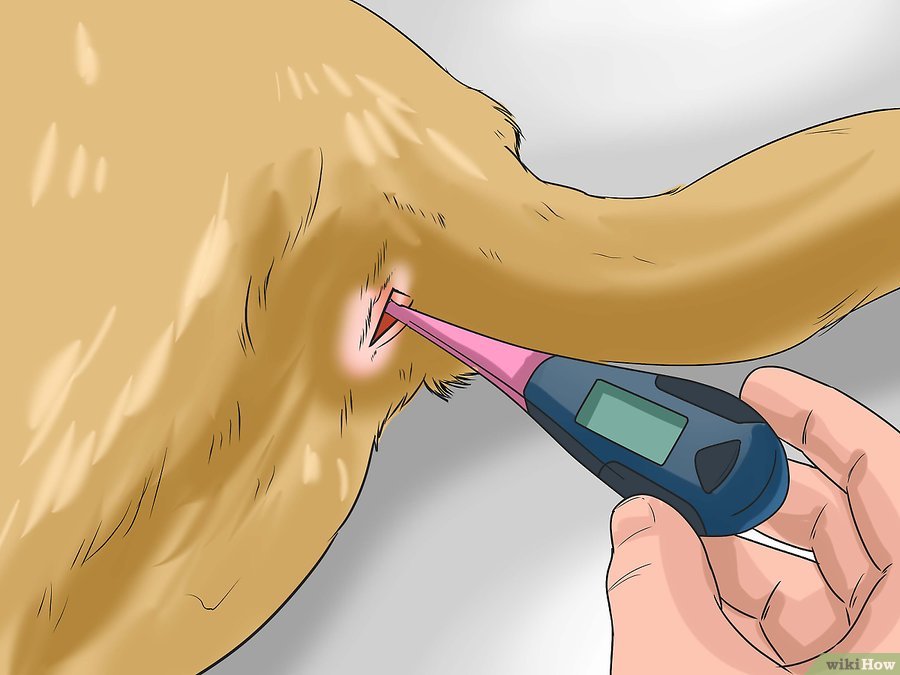 Cách để Nhận biết Bệnh Parvo ở Chó Pet Nha Trang