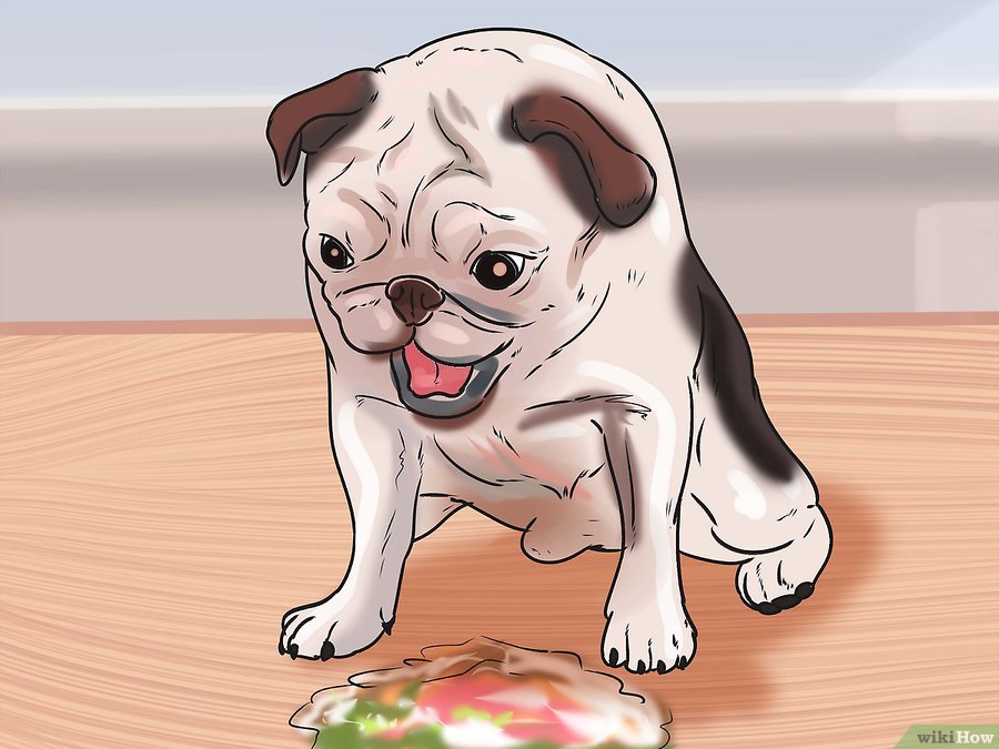 Cách để Nhận biết Bệnh Parvo ở Chó Pet Nha Trang
