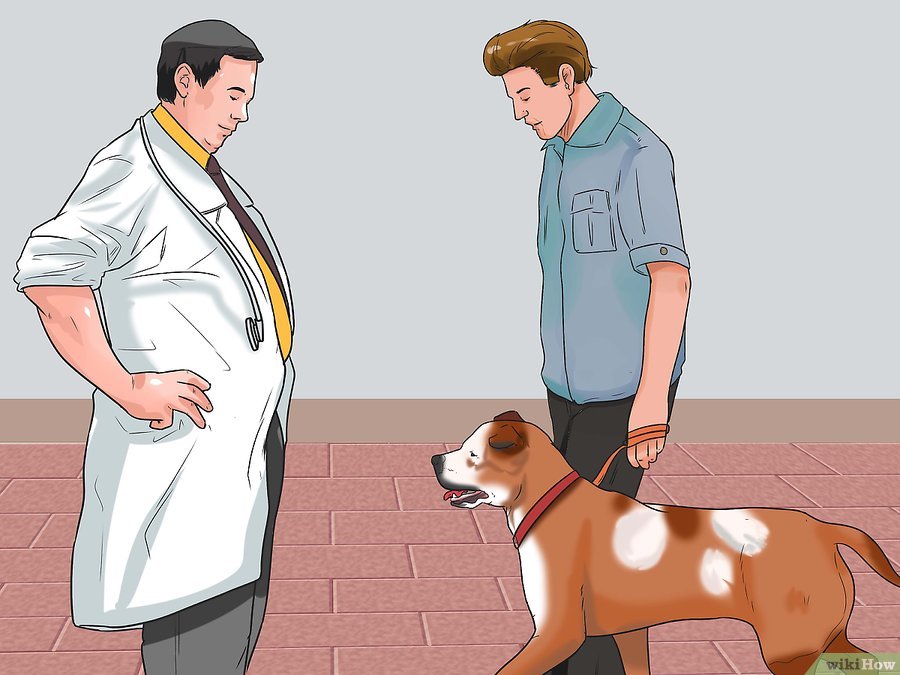 Cách để Nhận biết Bệnh Parvo ở Chó Pet Nha Trang