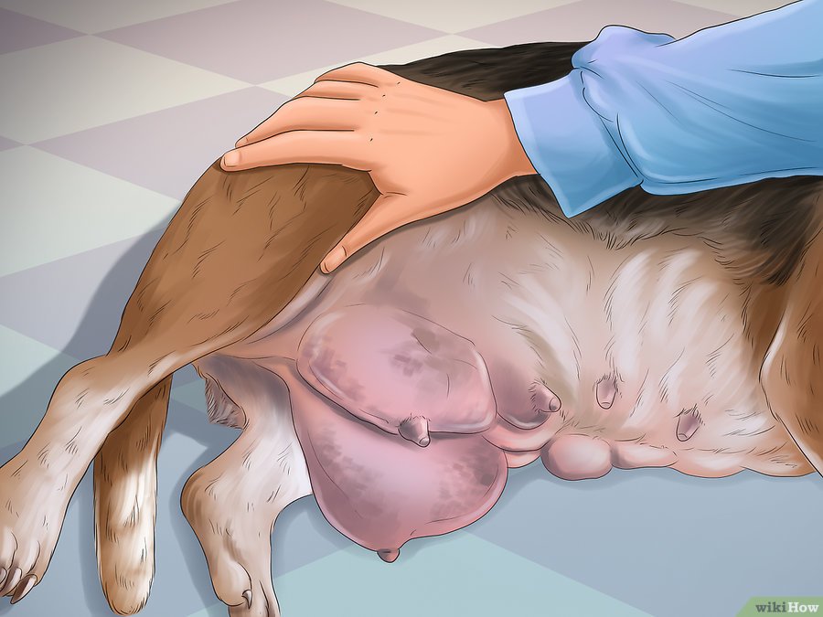 Cách Để Chăm Sóc Chó Mẹ Sau Khi Sinh Pet Nha Trang 