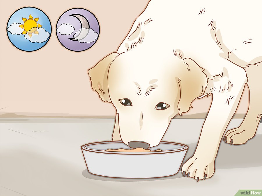 Cách để chăm sóc chó pet nha trang 