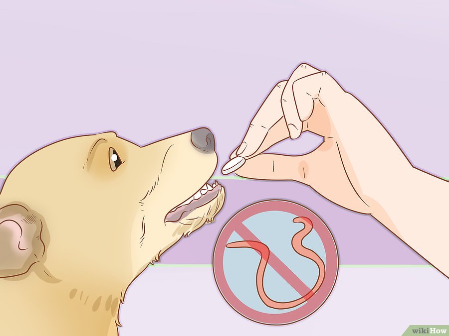 Cách để chăm sóc chó pet nha trang 
