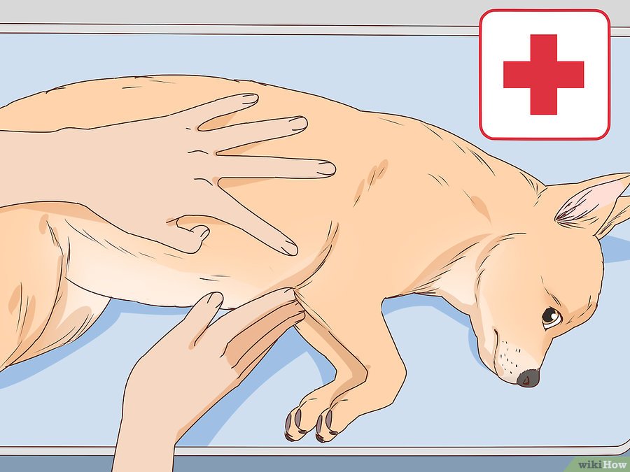 Cách Nhận Biết Chó Đang Mang Thai Pet Nha Trang