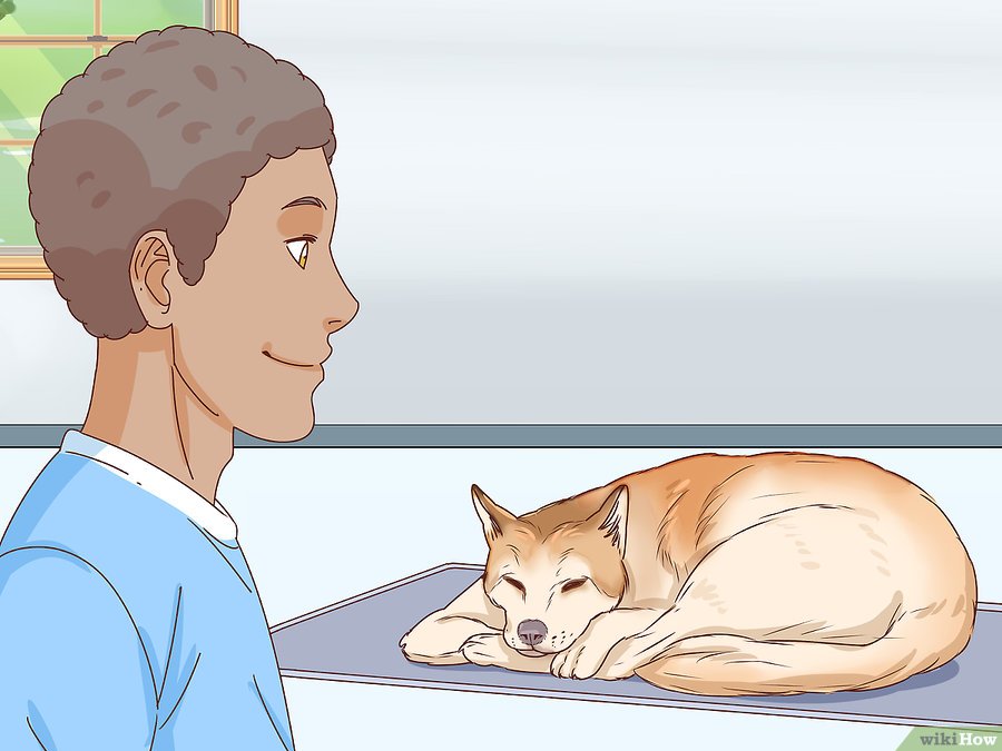 Cách Nhận Biết Chó Đang Mang Thai Pet Nha Trang