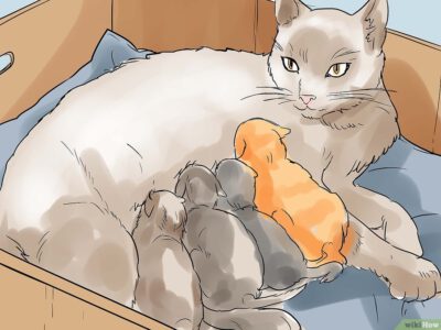 Cách Để Giúp Mèo Sinh Con Pet Nha Trang 