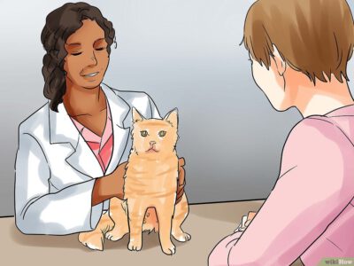 Cách Để Giúp Mèo Sinh Con Pet Nha Trang 