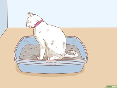Cách Huấn Luyện Mèo Pet Nha Trang