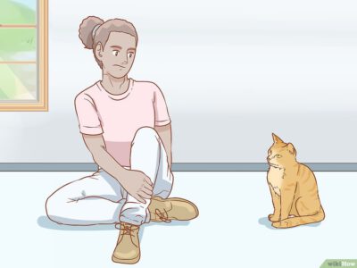 Cách Huấn Luyện Mèo Pet Nha Trang