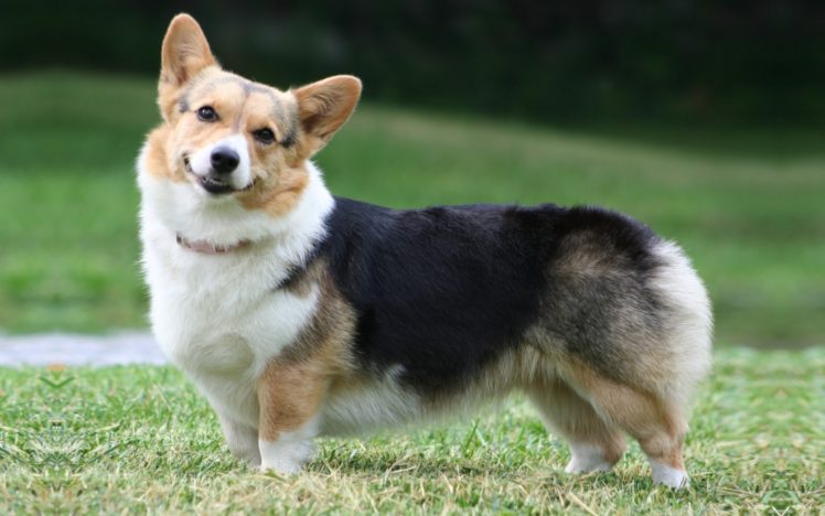 chó Corgi